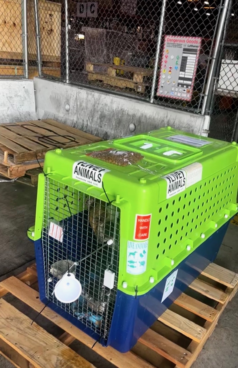Live Animals crate ready for Lufthansa cargo loading