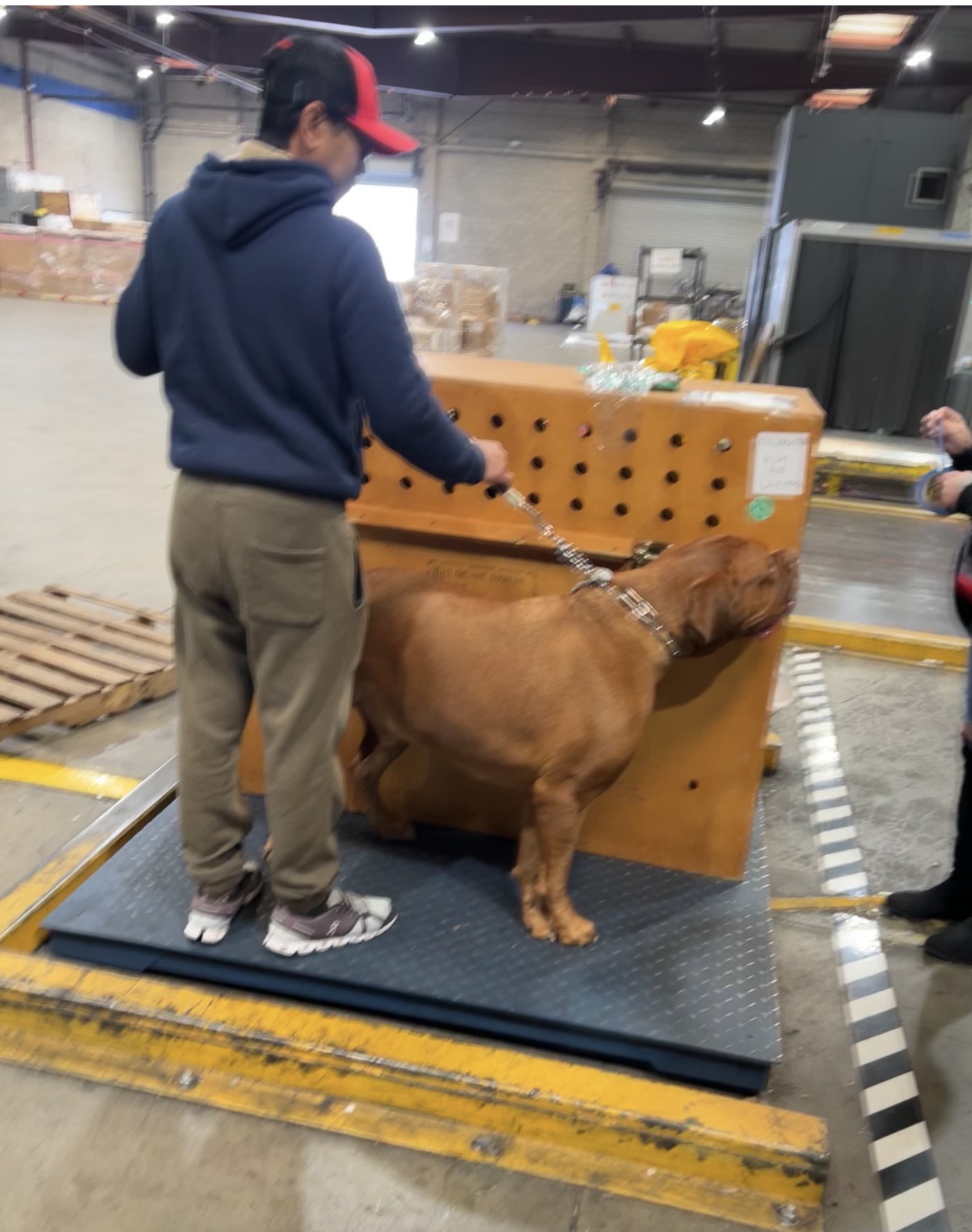 Large dog being weighed before international flight