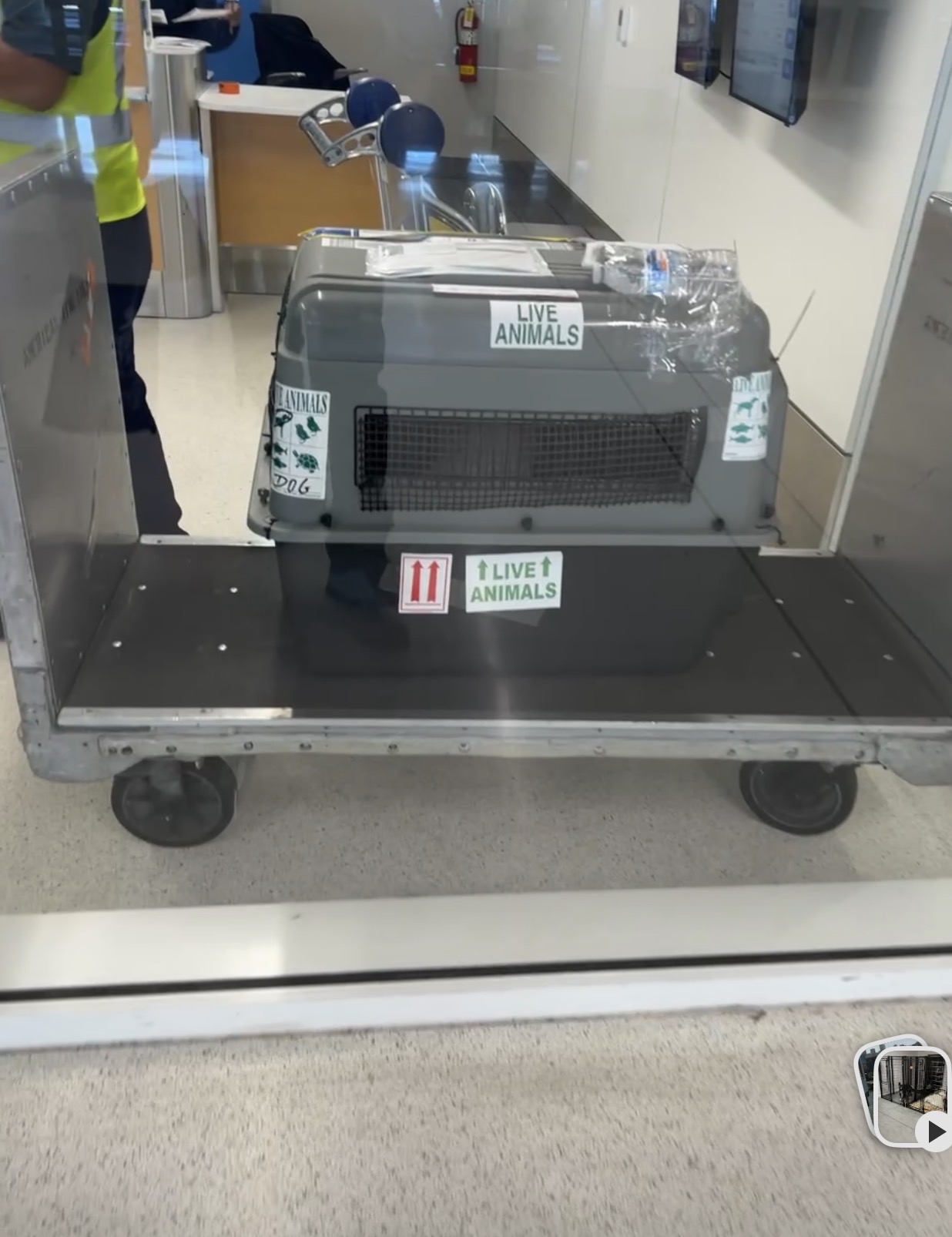 Pet crate loaded onto airline cart for departure
