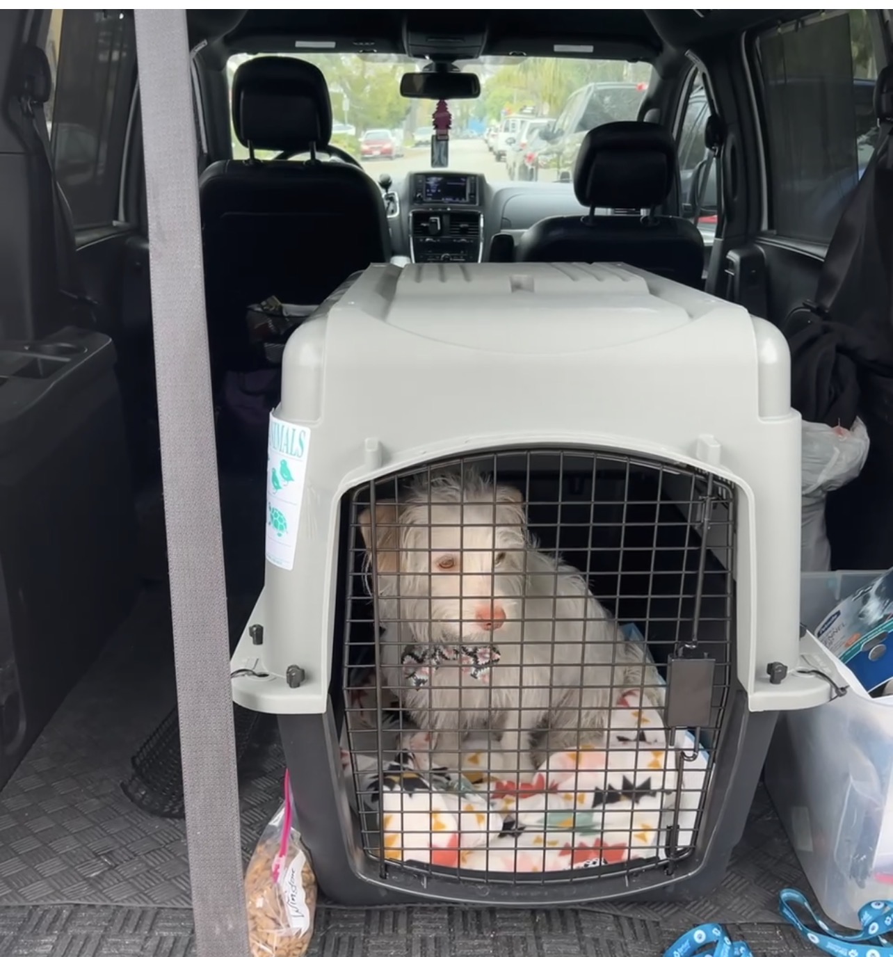 Dog safely crated for door-to-door transport